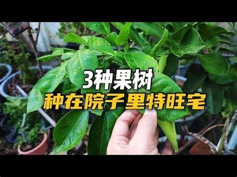 適合 北部種植的果樹|北部果樹種植攻略2024